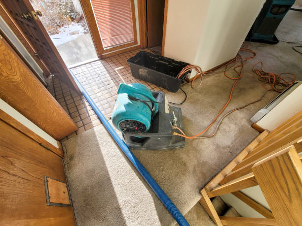 Best Mold removal after water damage  in Groveton, VA